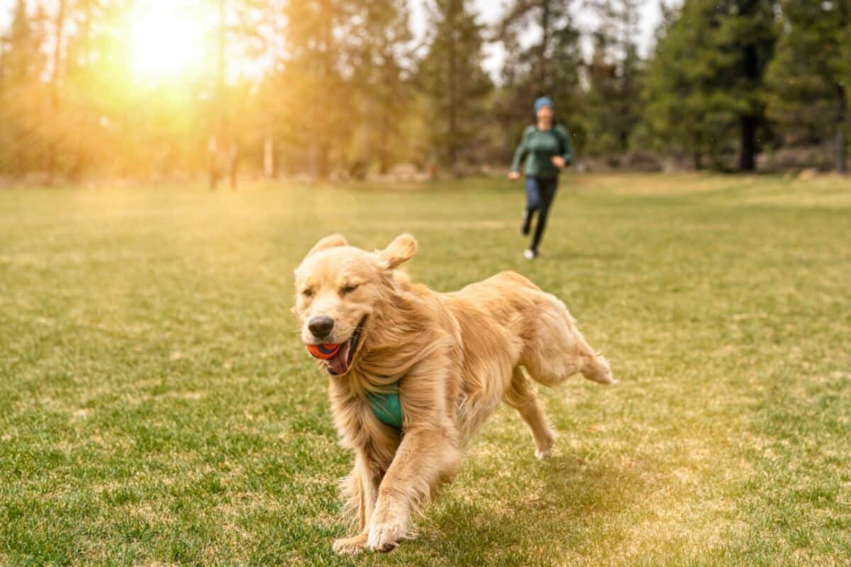 The 9 Best Ways to Exercise With Your Dog