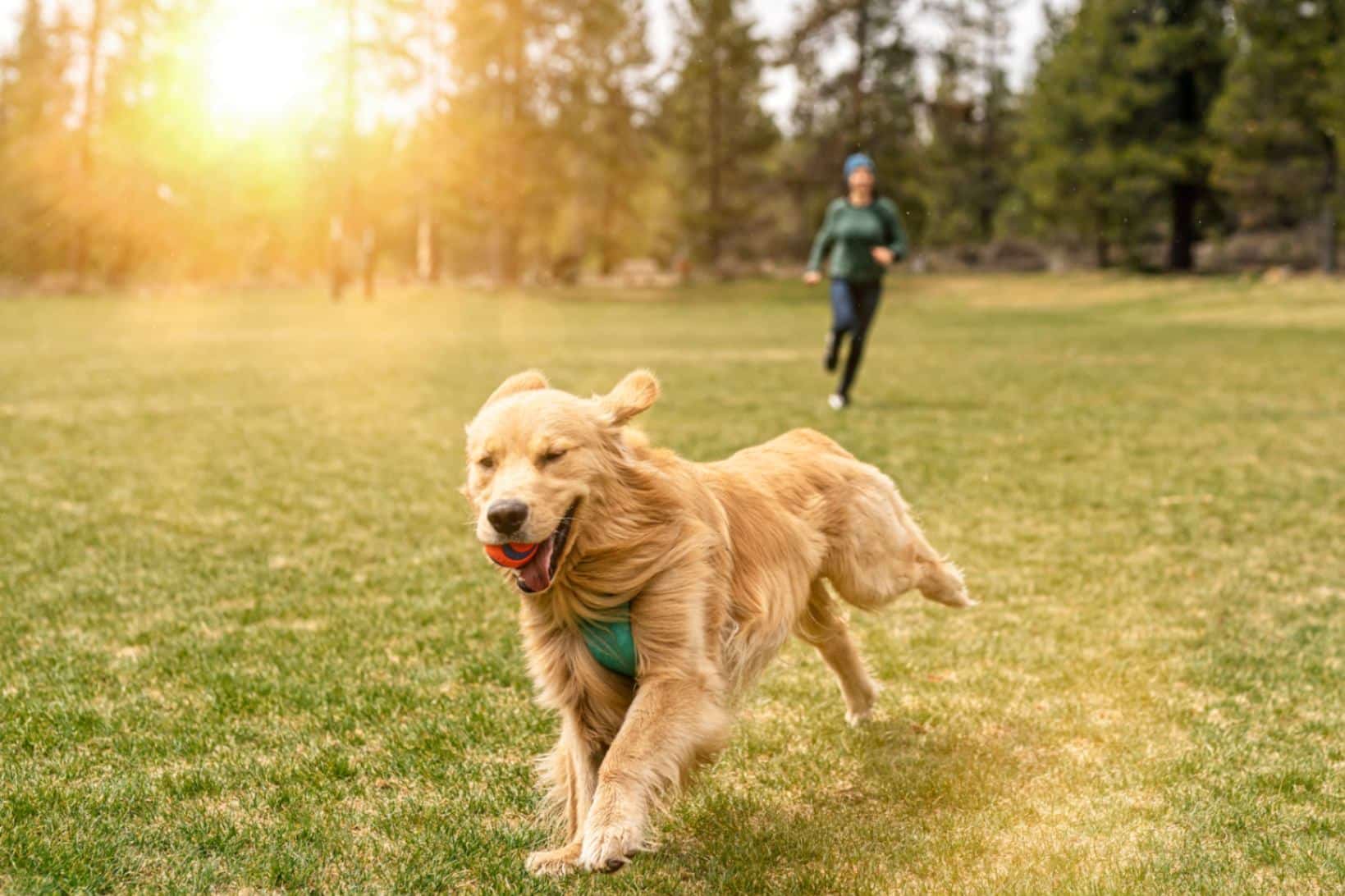 Why Exercising Your Dog Is Important