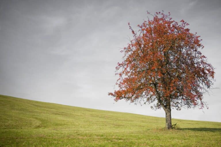 Vascular Dementia: Signs, Symptoms, and Treatment