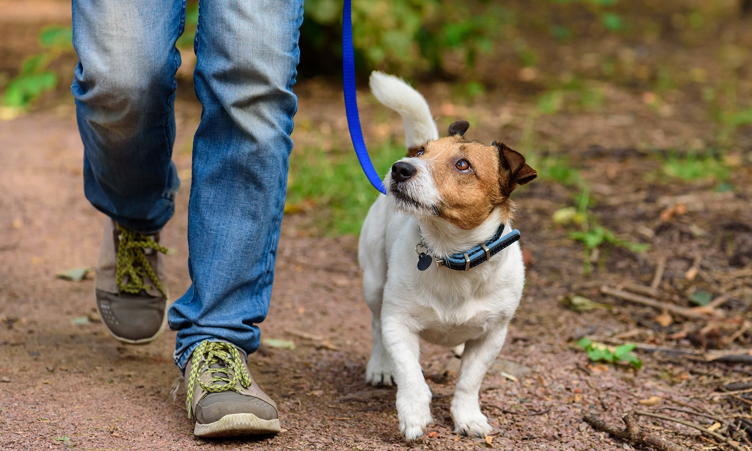 Should You Walk A Dog In The Rain